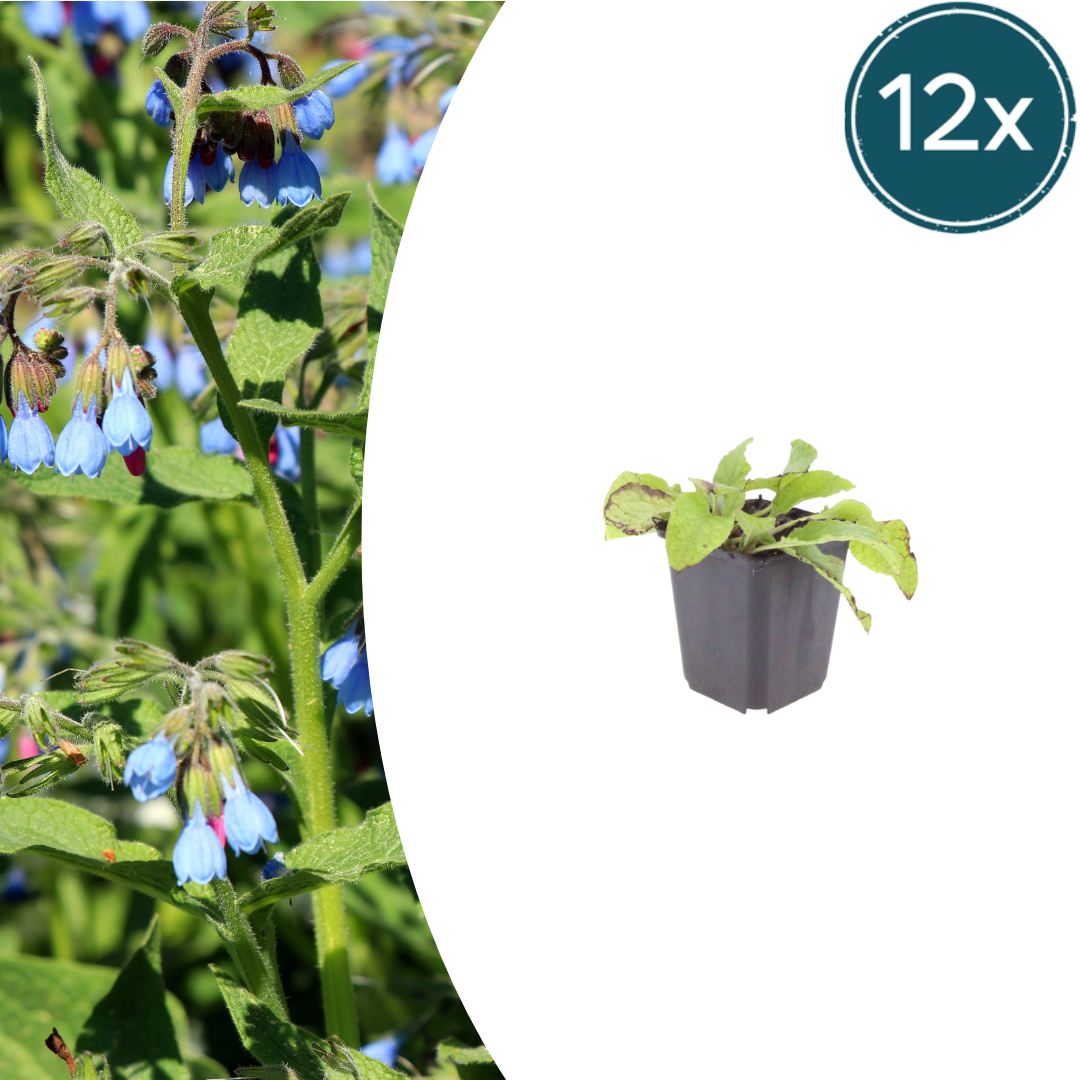 Livraison plante Consoude bleu