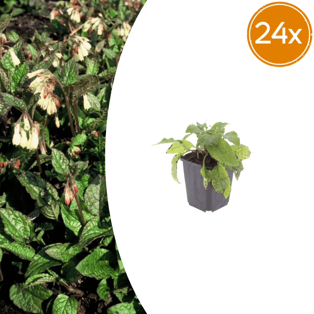 Livraison plante Consoude symphytum