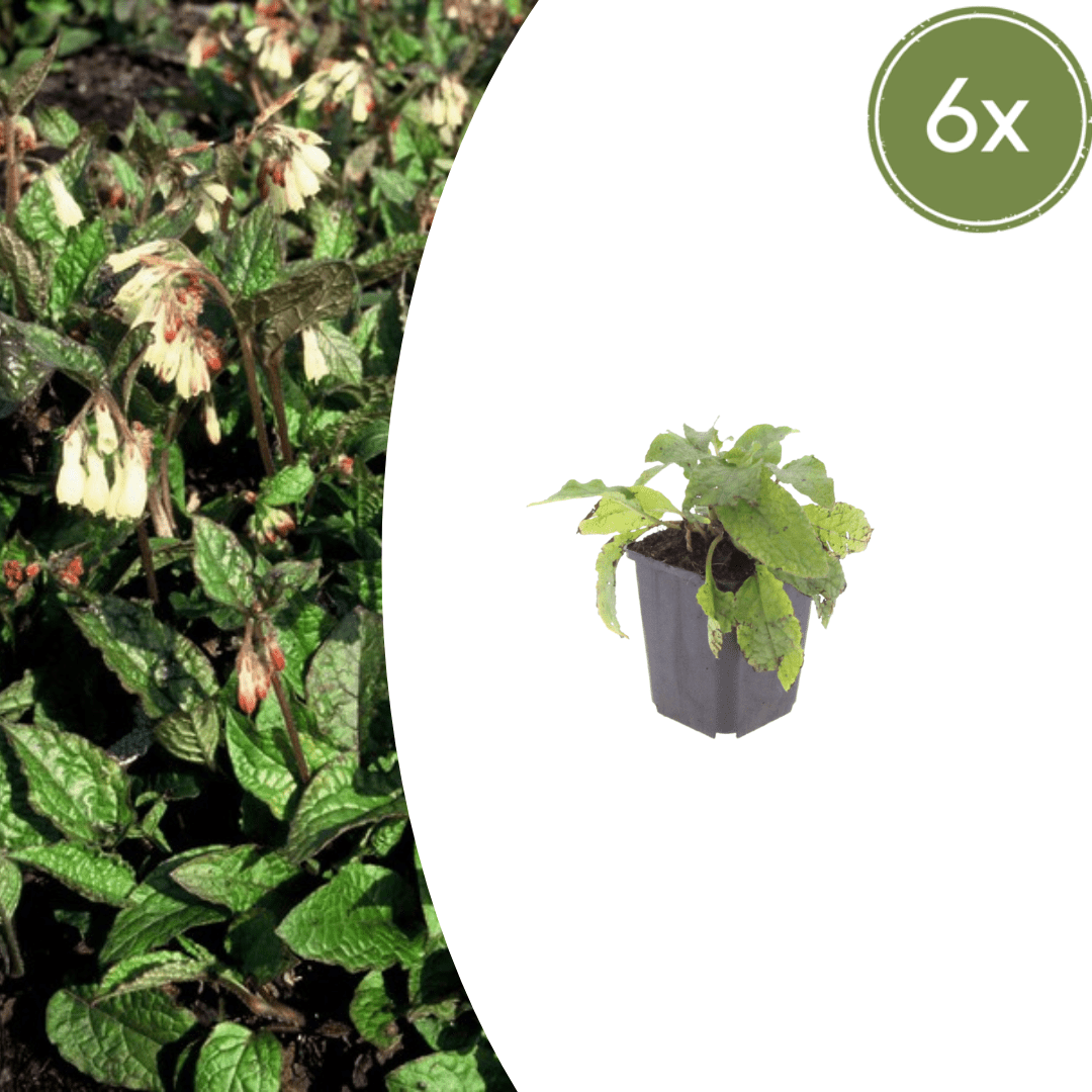 Livraison plante Consoude symphytum