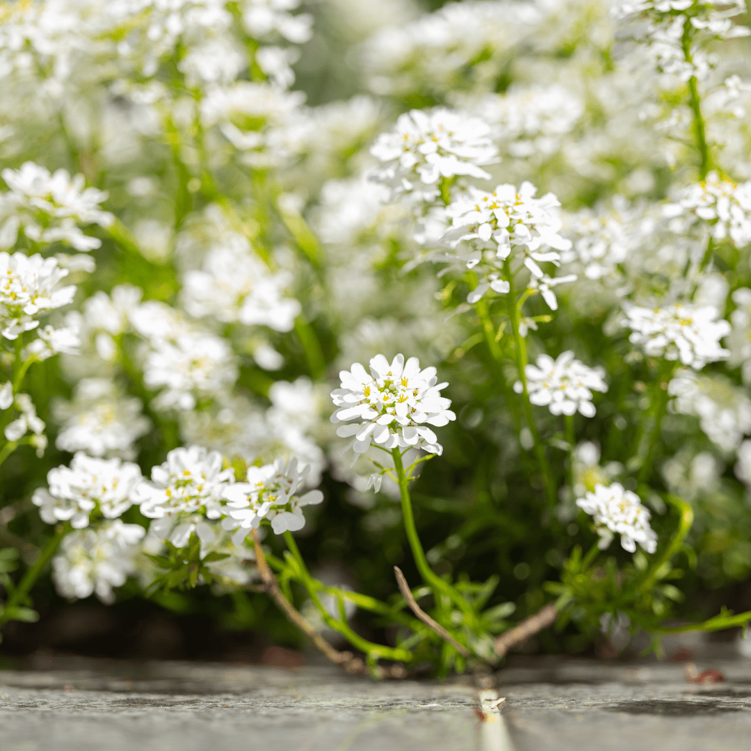 Livraison plante Corbeille d'argent