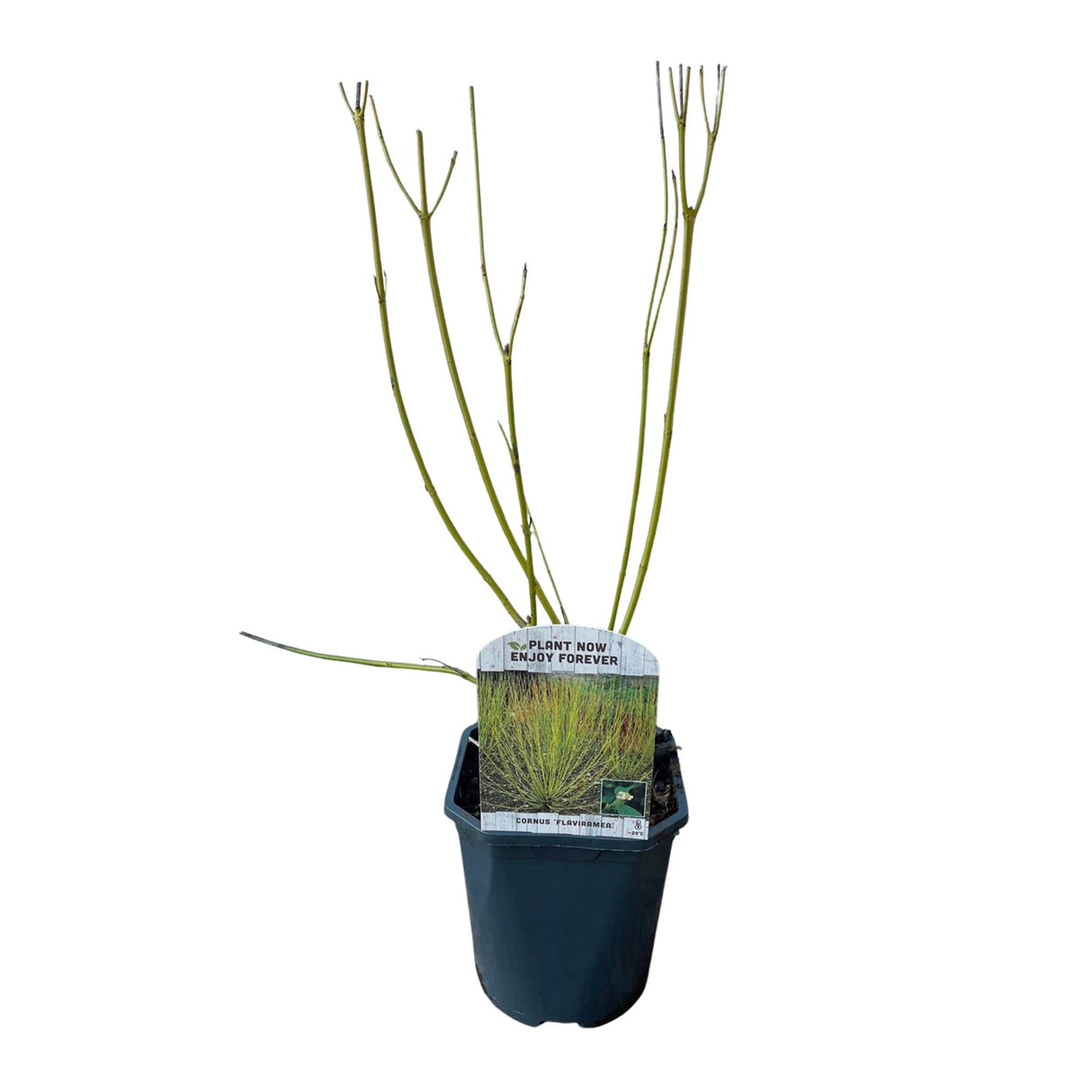 Livraison plante Cornouiller blanc Flaviramea – Pot 17 cm – Hauteur 45 cm