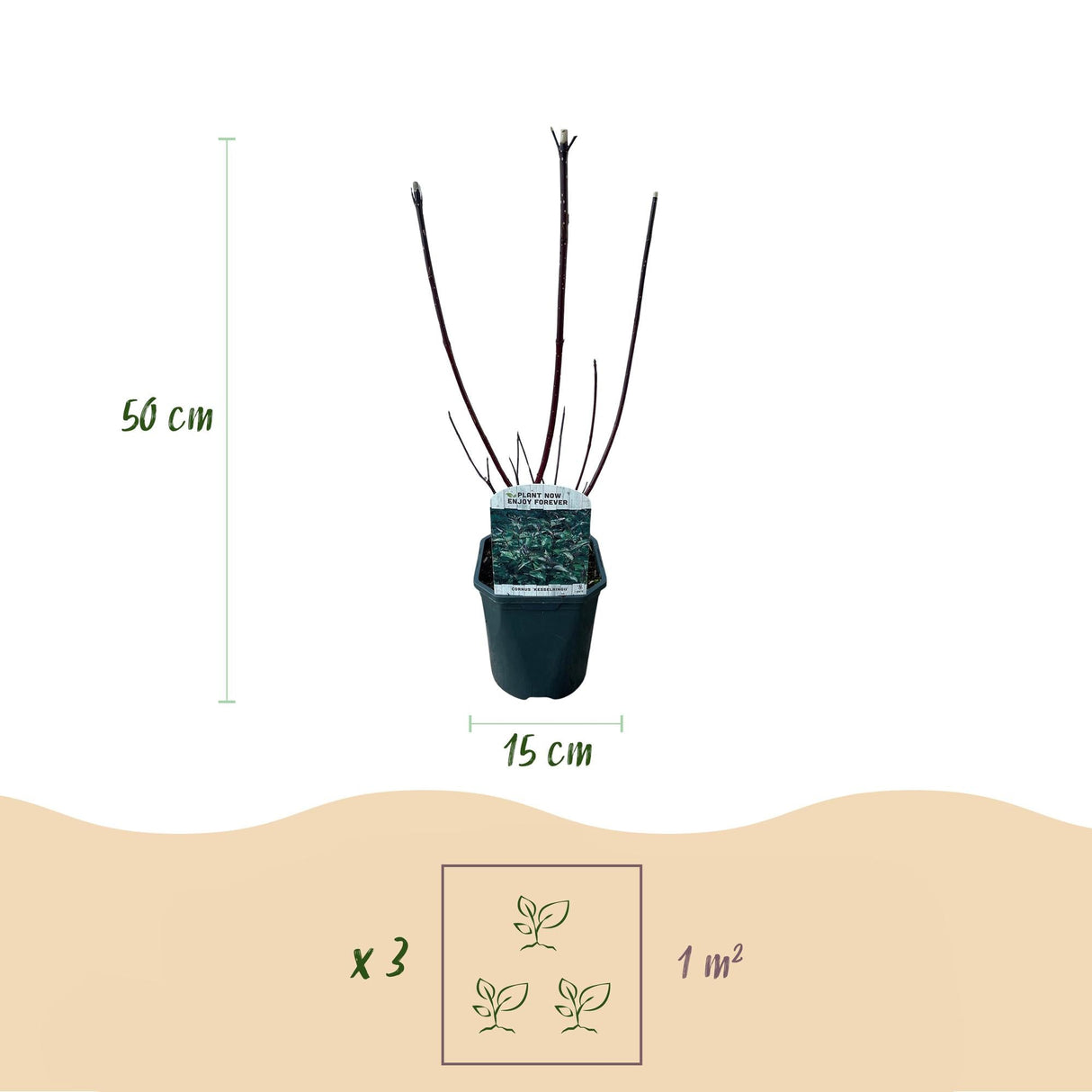 Livraison plante Cornus alba Kesselringii – Pot 17 cm – Hauteur 45 cm