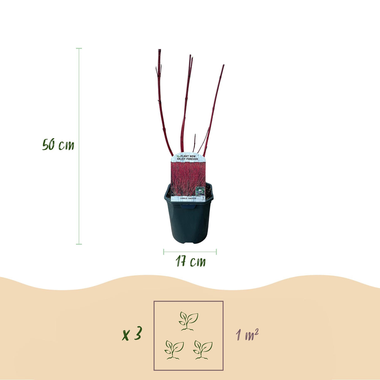 Livraison plante Cornus alba Sibirica – Lot de 1 – Pot 17 cm – Hauteur 45 cm