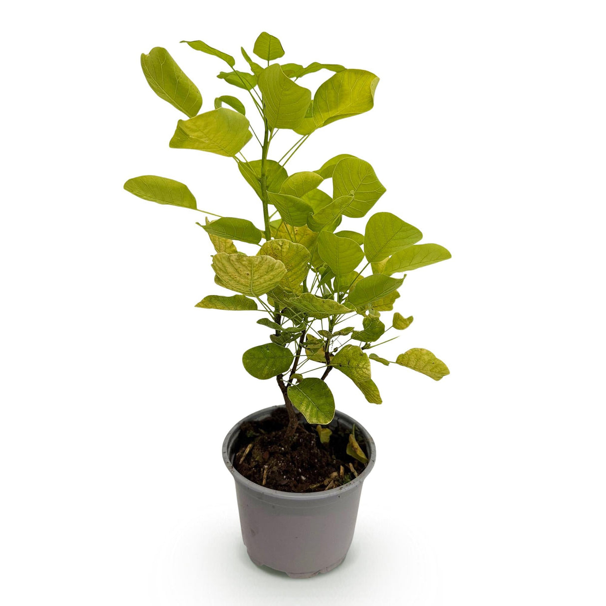 Livraison plante Cotinus coggygria Golden Spirit – Pot 12 cm – Hauteur 35 cm