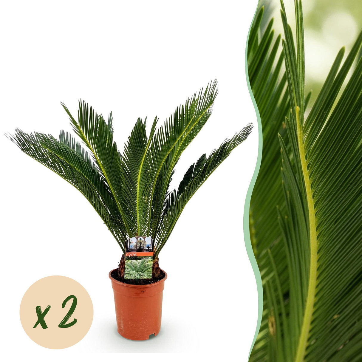 Livraison plante Cycas revoluta