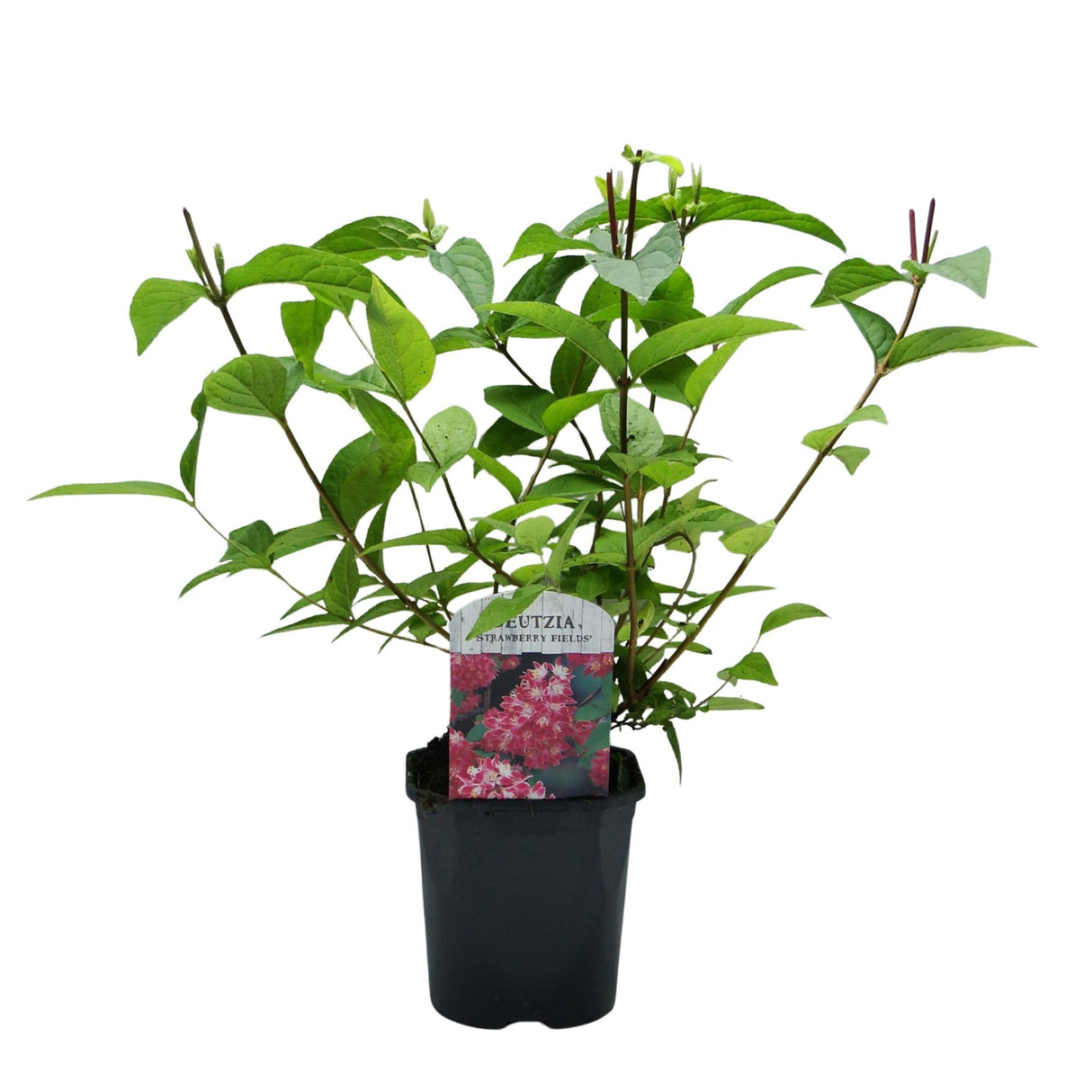 Livraison plante Deutzia hybrida Strawberry Fields – Hauteur 45 cm