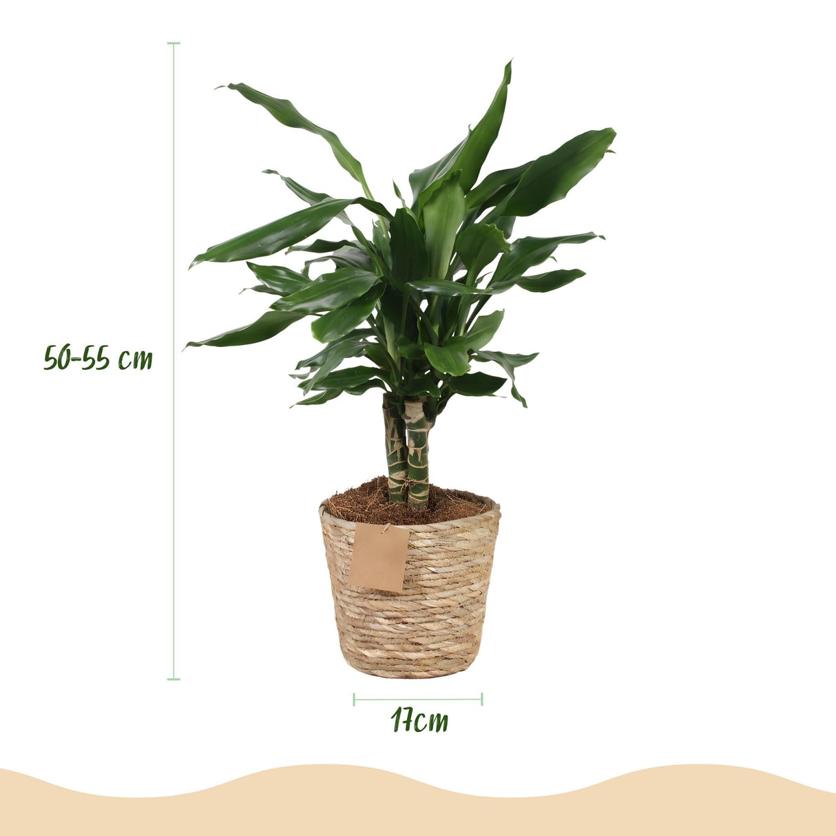 Livraison plante Dracaena fragrans et panier H50 cm