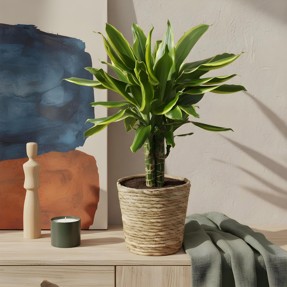 Livraison plante Dracaena Golden et pot H50 cm