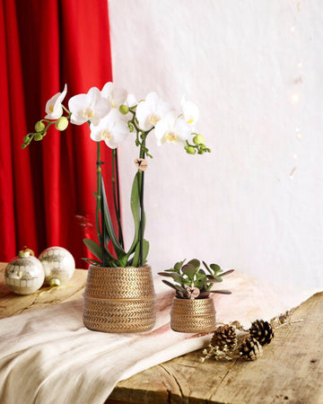 Duo orchidée blanche et succulente — pots dorés