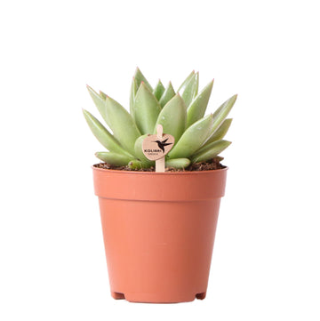 Echeveria Miranda h13cm - plante grasse d'intérieur