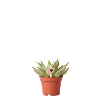 Echeveria Miranda h9cm - succulente