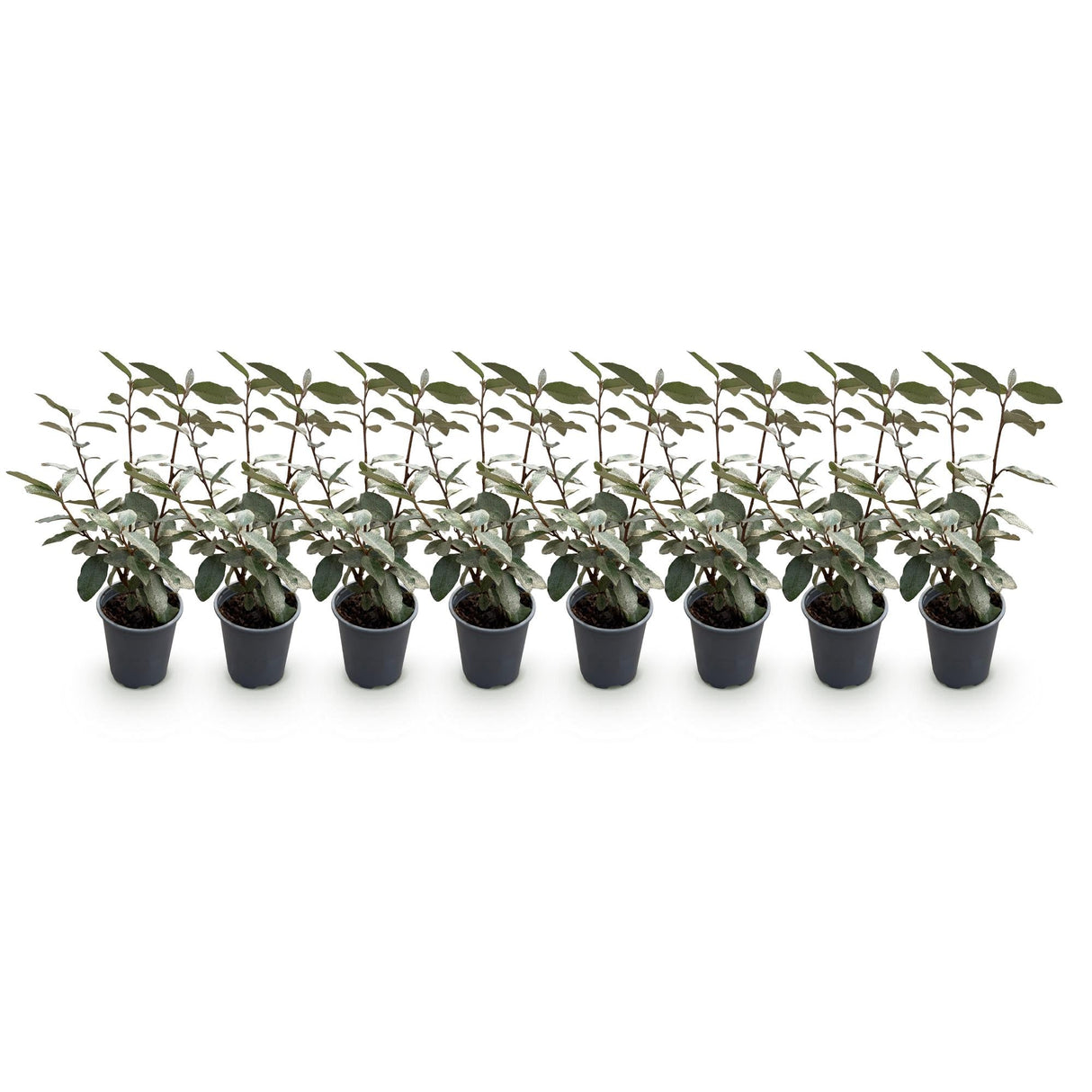 Livraison plante Elaeagnus ebbingei Compacta – Lot de 8 – Pot 9 cm