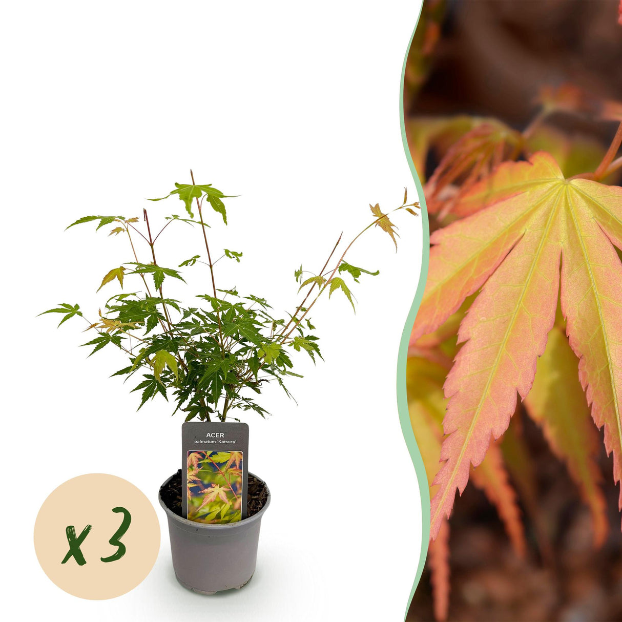 Livraison plante Erable du japon Katsura x1