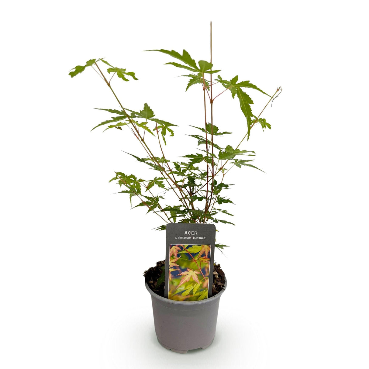 Livraison plante Érable du Japon Sangokaku – Pot 12 cm – Hauteur 35 cm