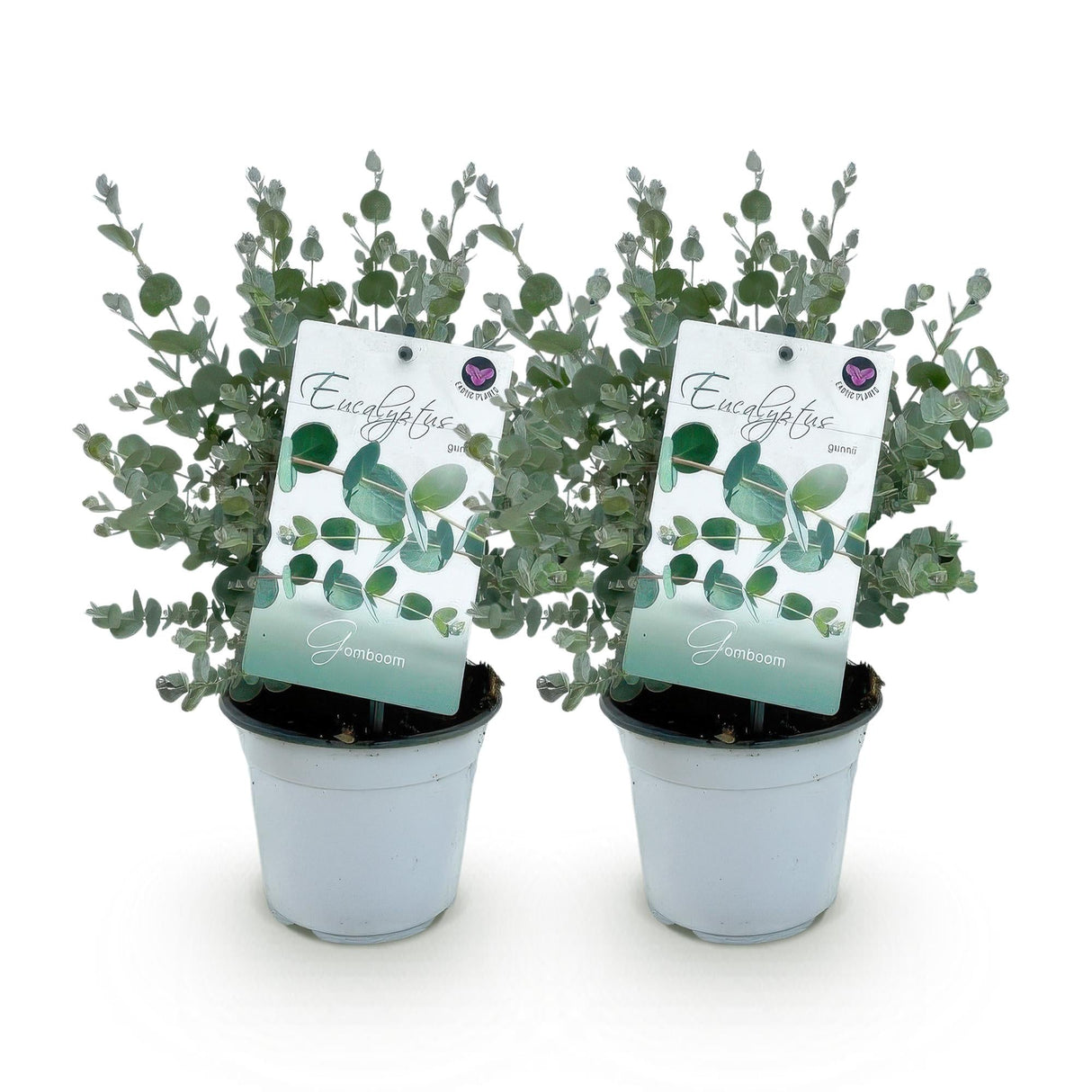 Livraison plante Eucalyptus gunnii – Lot de 2 – Pot 14 cm – Hauteur 30 cm