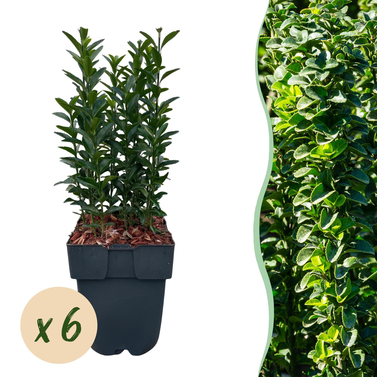 Livraison plante Euonymus japonica Green Spire – Lot de 6 – Hauteur 40 cm