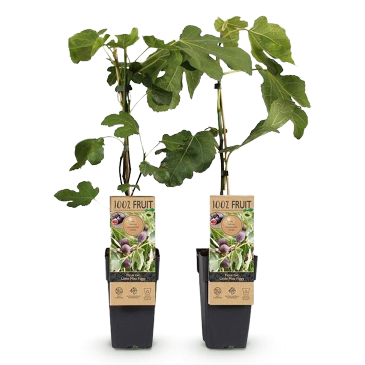 Livraison plante Ficus carica Little Miss Figgy – Lot de 2 – Pot 15 cm
