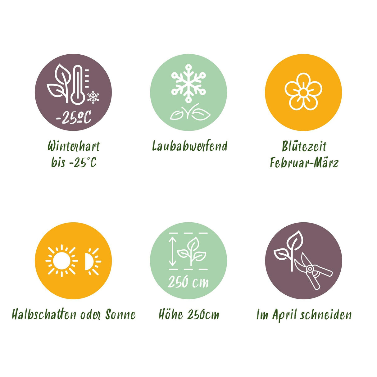 Livraison plante Forsythia intermedia Goldrausch – Pot 17 cm – Hauteur 45 cm