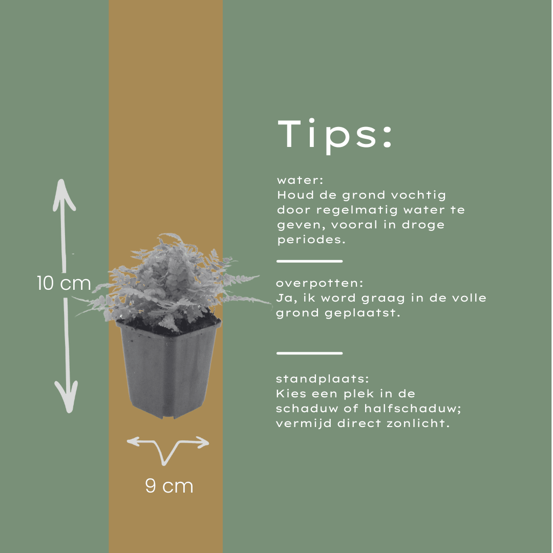 Livraison plante Fougère dryopteris