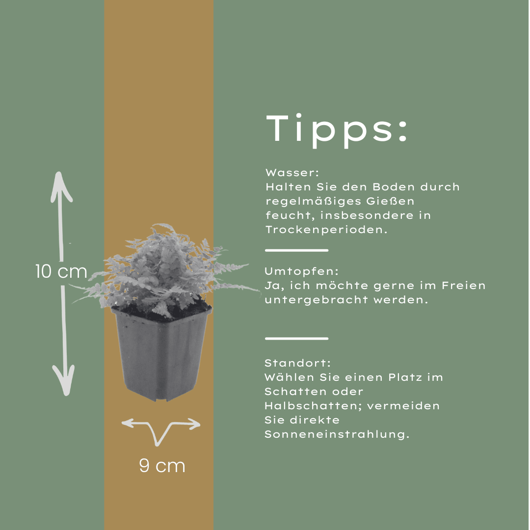 Livraison plante Fougère dryopteris