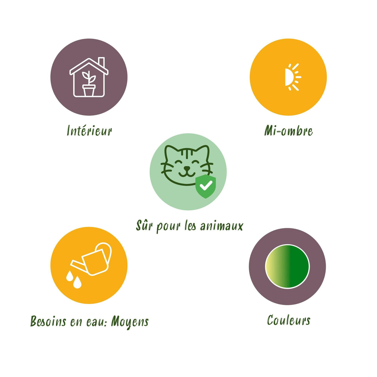 Livraison plante Fougère Pteris