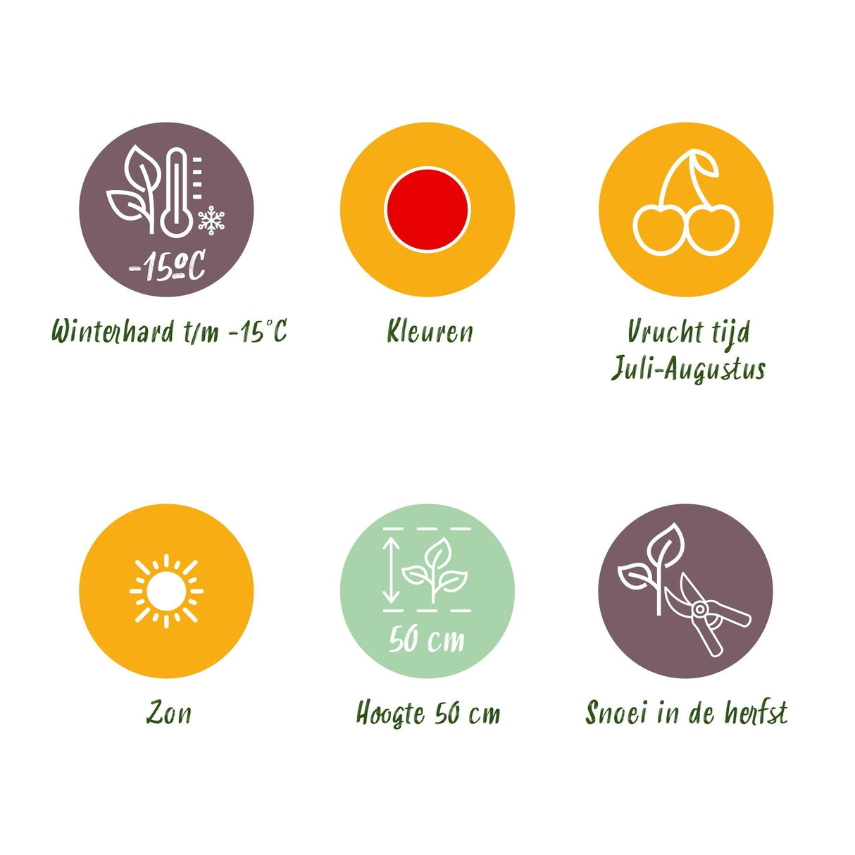 Livraison plante Fraisier Fragaria Maxim – Lot de 3 – Pot 9 cm