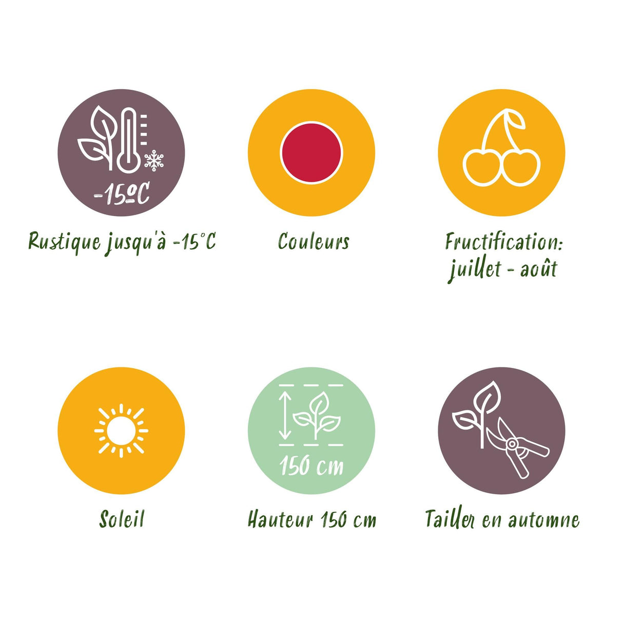 Livraison plante Framboisier Ottawa – Lot de 3 – Pot 9 cm