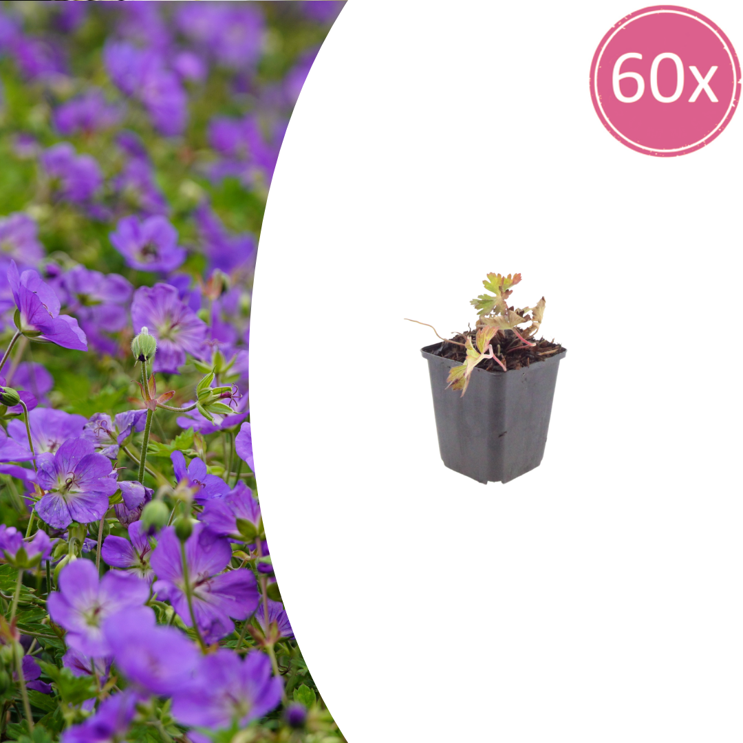 Livraison plante Geranium azur