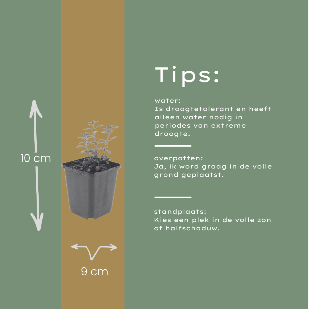 Livraison plante Germandrée luisante