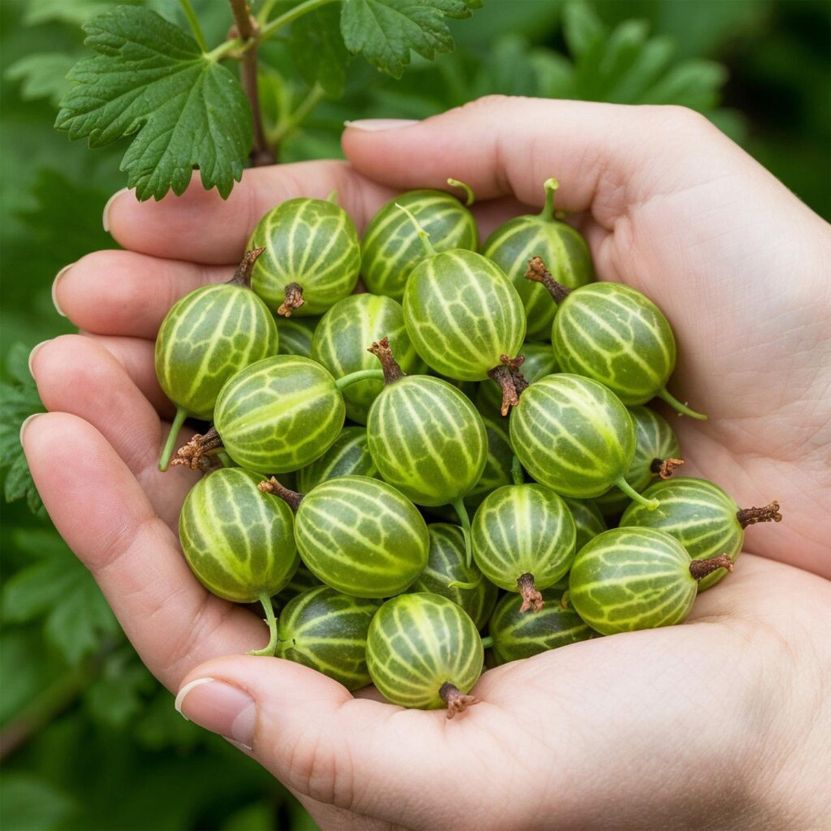 Livraison plante Groseillier à maquereau Hinnonmäki Grün – Lot de 3 – Pot 9cm