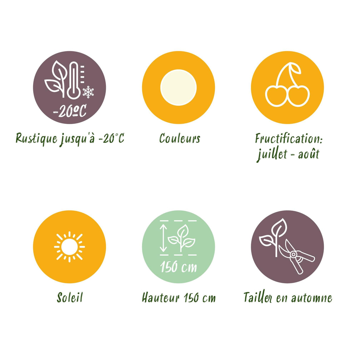 Livraison plante Groseillier Witte Hollander – Lot de 3 – Pot 9 cm