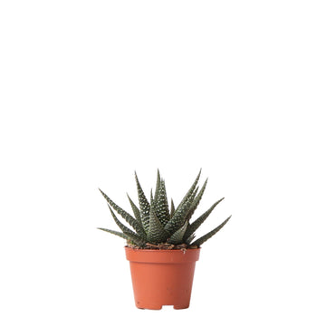 Haworthia Royal Highnness h11cm