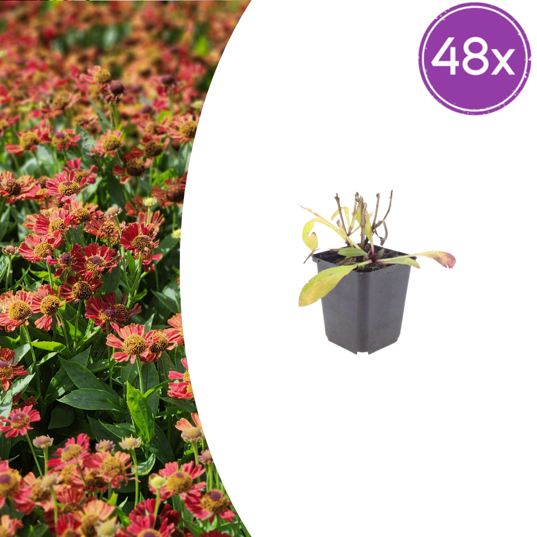 Livraison plante Hélénie orange