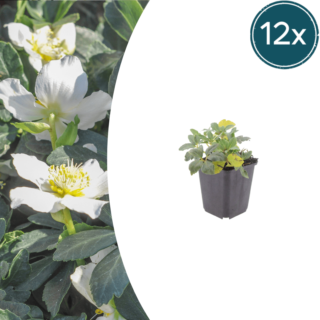 Livraison plante Hellebore oriental