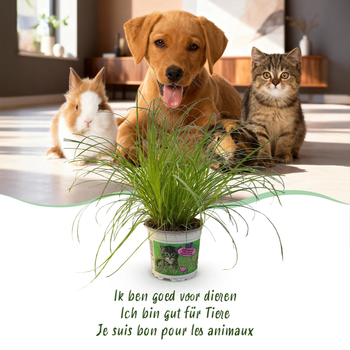 Livraison plante Herbe à chat - Cyperus alternifolius Zumula