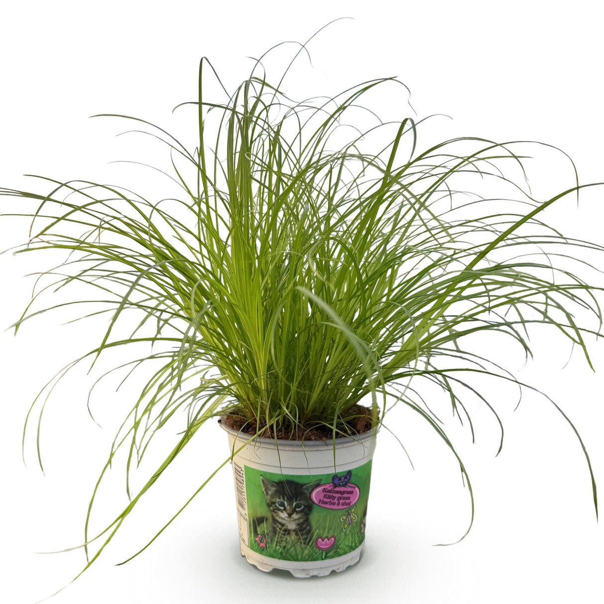 Livraison plante Herbe à chat - Cyperus alternifolius Zumula