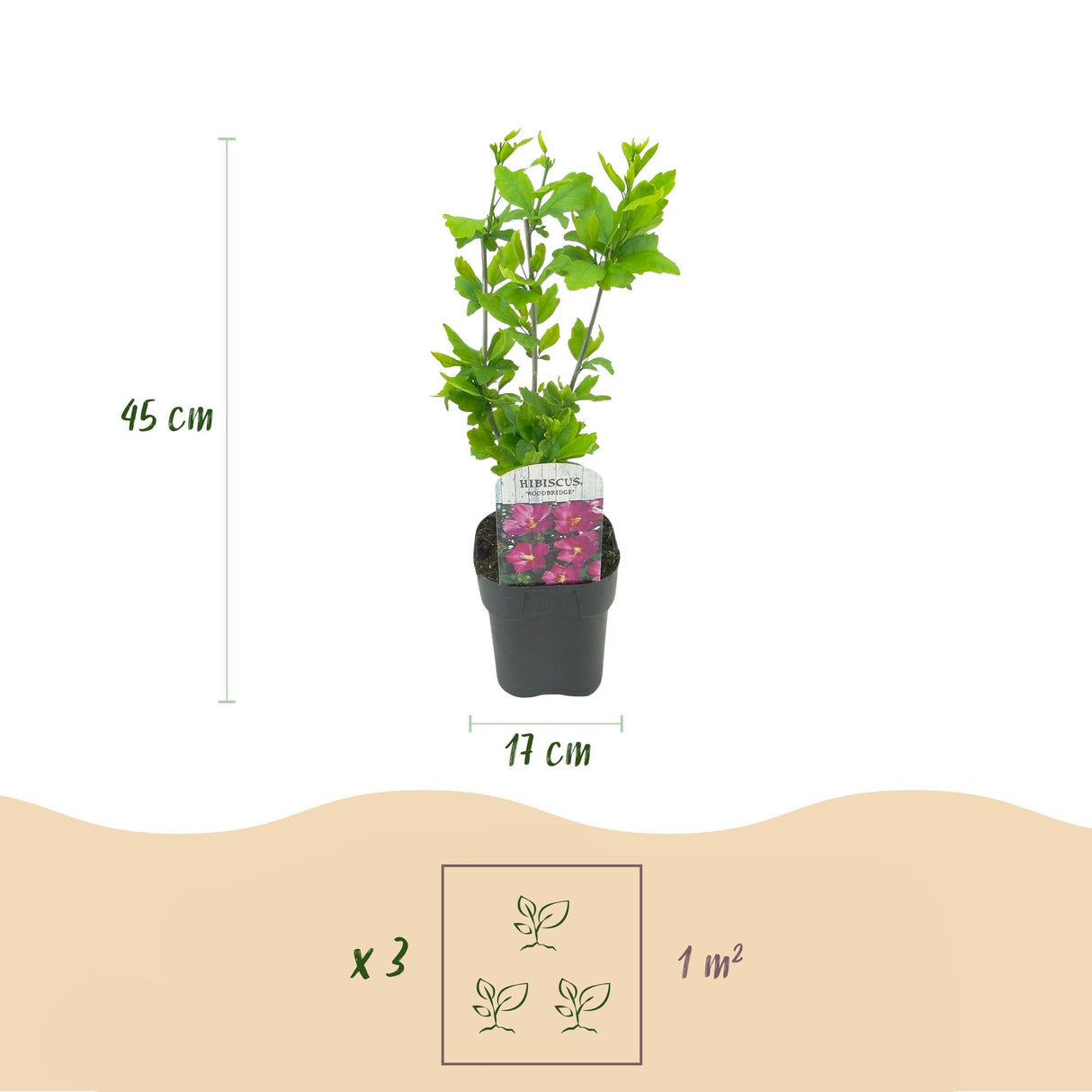 Livraison plante Hibiscus syriacus Tricolour – Lot de 3 – Hauteur 45 cm