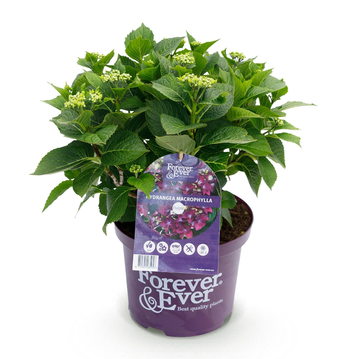 Livraison plante Hortensia Forever & Ever – Pot 23 cm – Hauteur 55 cm