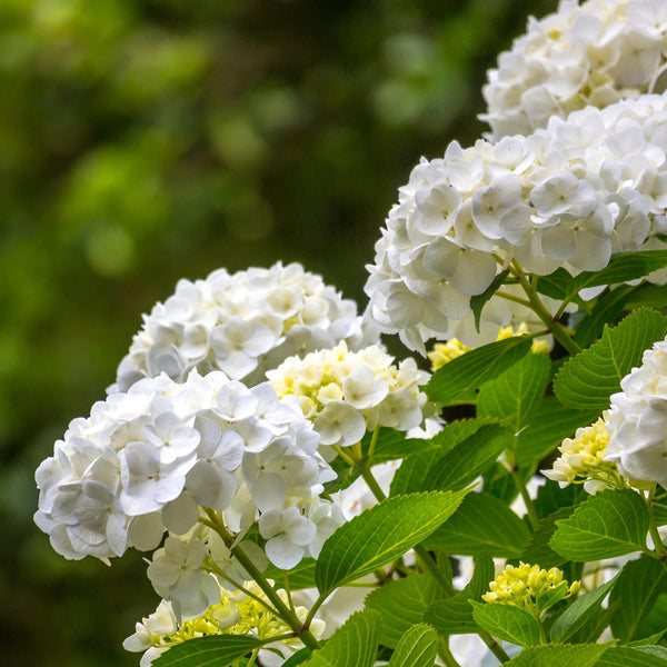 Livraison plante Hortensia Macrophylla Blanc – Pot 17 cm – Hauteur 30 cm