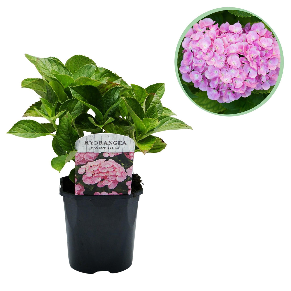 Livraison plante Hortensia macrophylla Pink – Pot 17 cm – Hauteur 30 cm