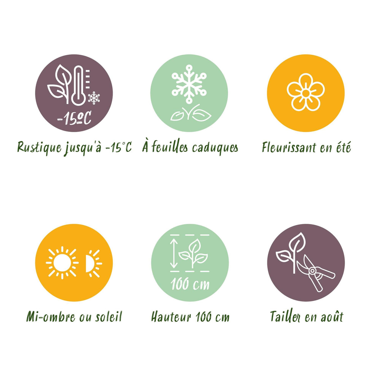 Livraison plante Hortensia Magical Revolution Blue – Pot 23cm – Hauteur 55cm