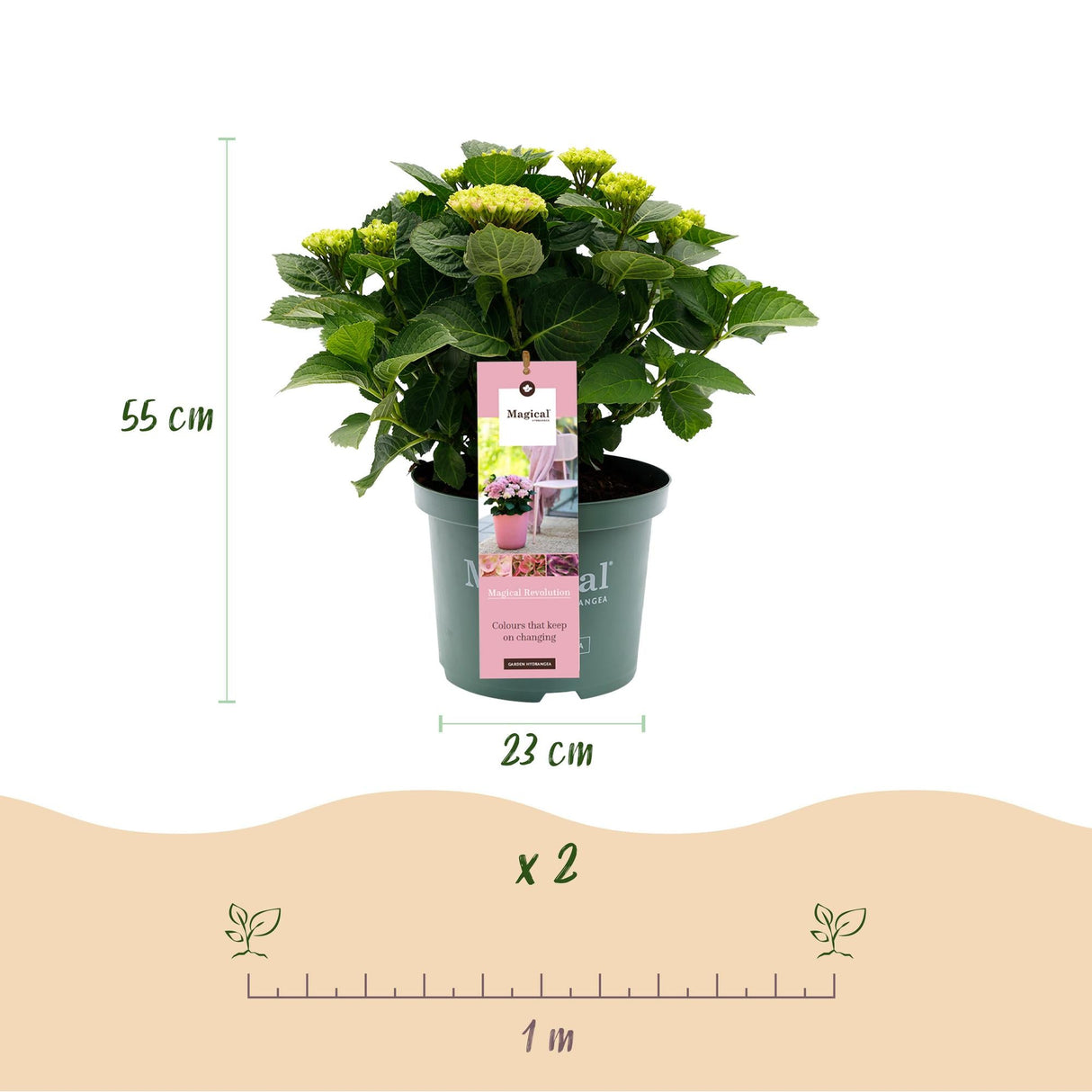Livraison plante Hortensia Magical Revolution Pink – Hauteur 55 cm
