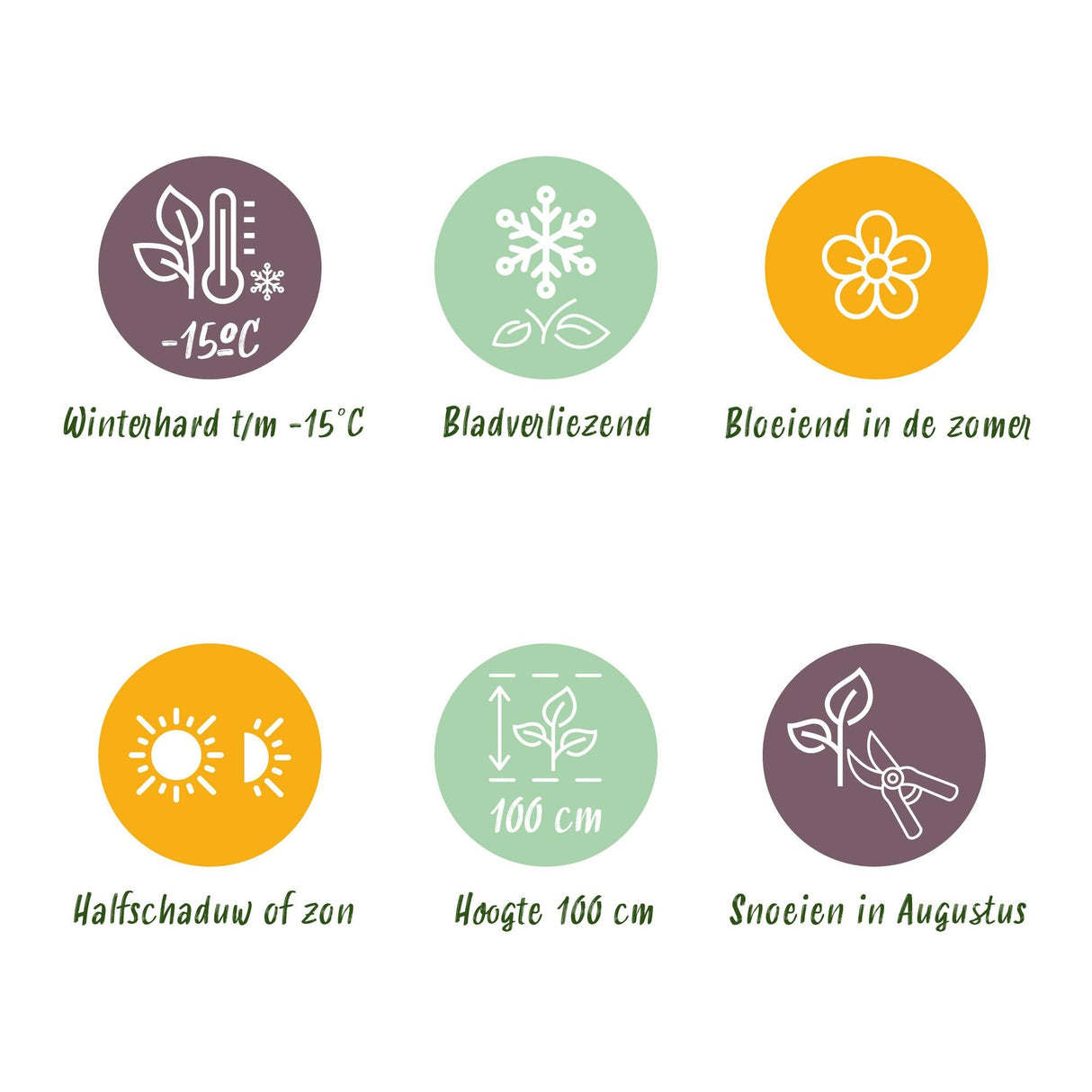 Livraison plante Hortensia Magical Revolution Pink – Hauteur 55 cm