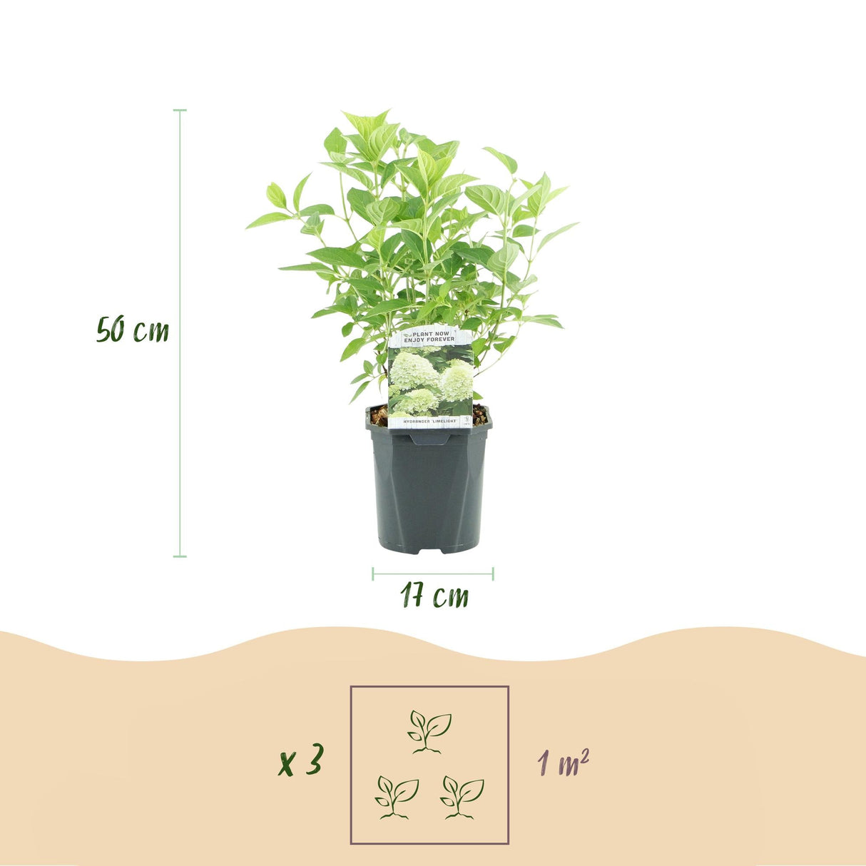 Livraison plante Hortensia Panniculata Limelight – Pot 17 cm – Hauteur 50 cm