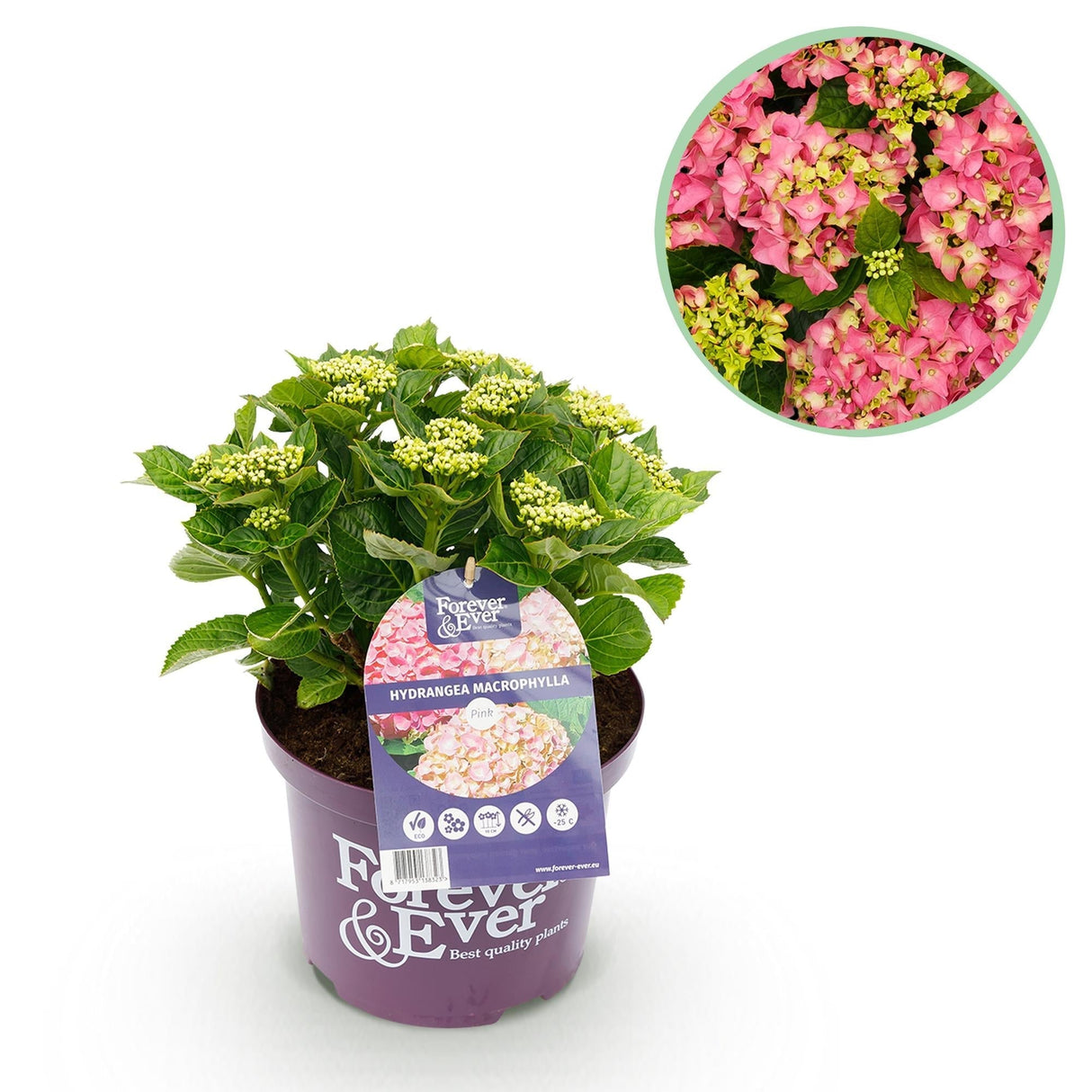 Livraison plante Hortensia rose en pot