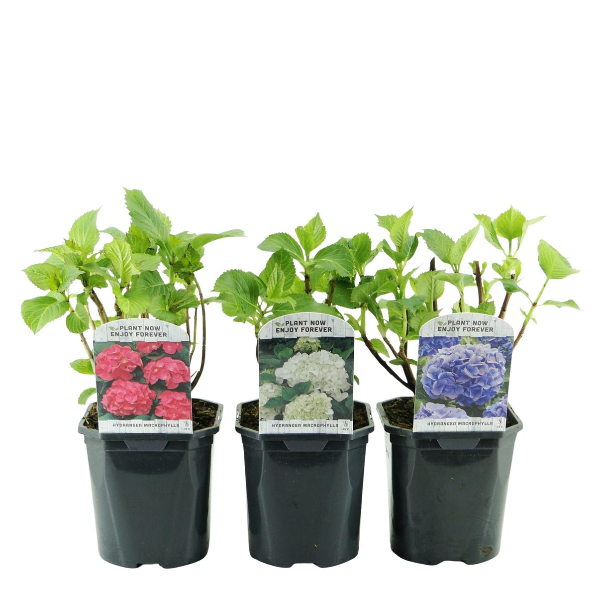 Livraison plante Hortensia Tricolour – Lot de 3 – Pot 17 cm – Hauteur 30 cm