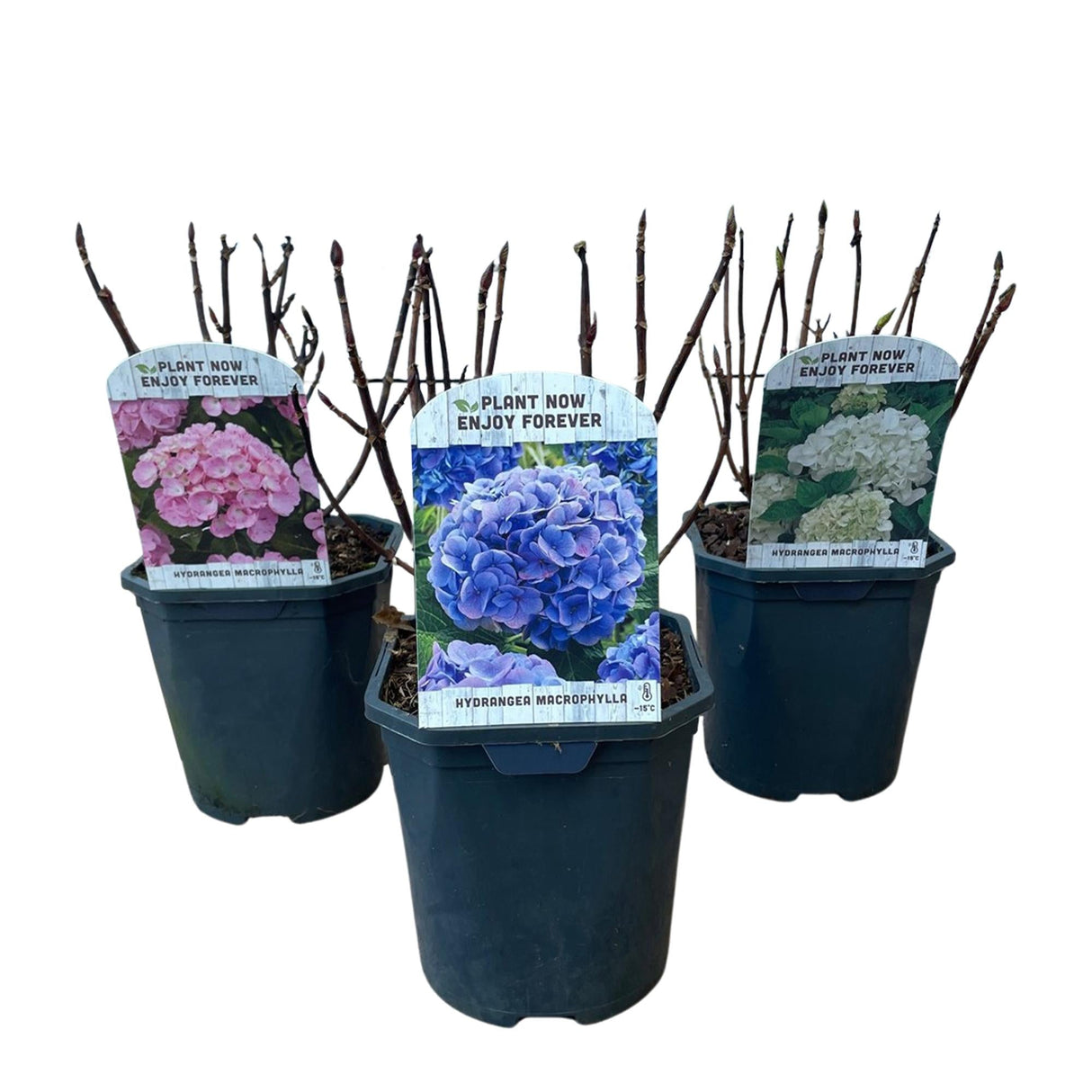 Livraison plante Hortensia Tricolour – Lot de 3 – Pot 17 cm – Hauteur 30 cm