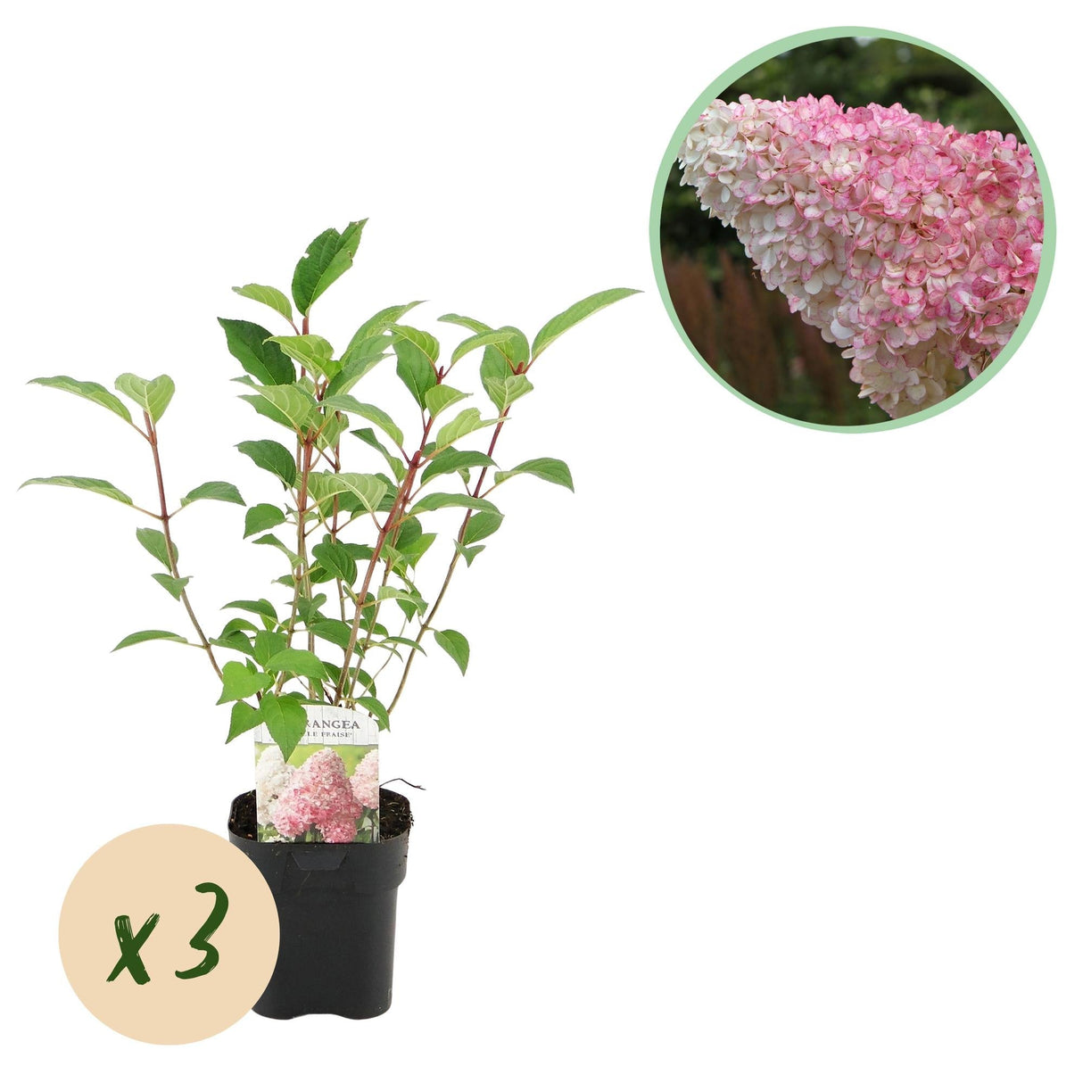Livraison plante Hortensia Vanille Fraise x1