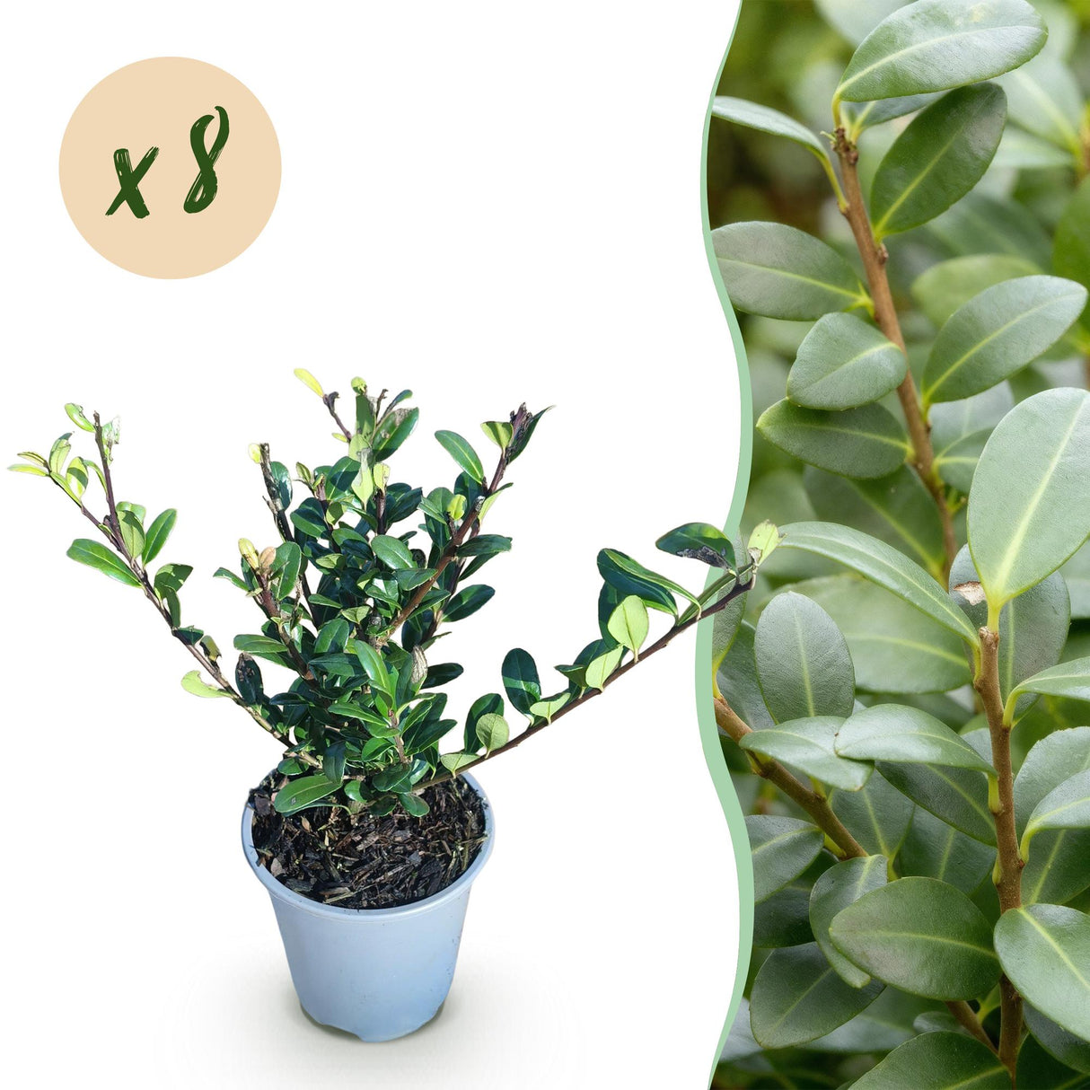 Livraison plante Ilex crenata Caroline Upright – Lot de 8 – Pot 9 cm