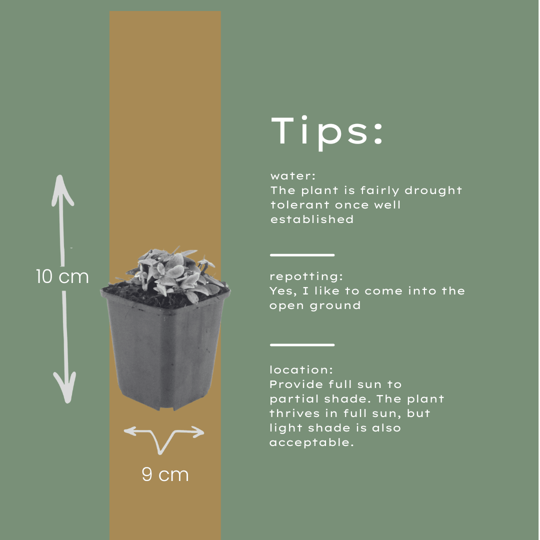 Livraison plante Immortelle de l'himalaya